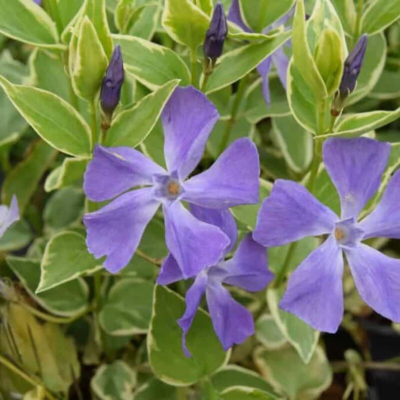 Vinca major 'Variegata' (v) ---